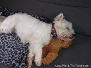 westie teddy bear