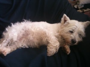 sleeping westie